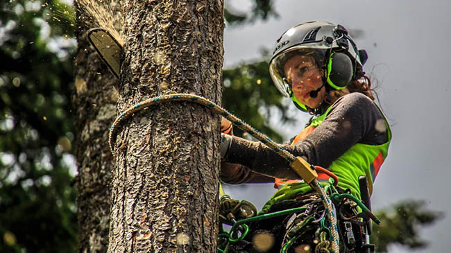 Девушка в СИЗ спиливает аварийное дерево